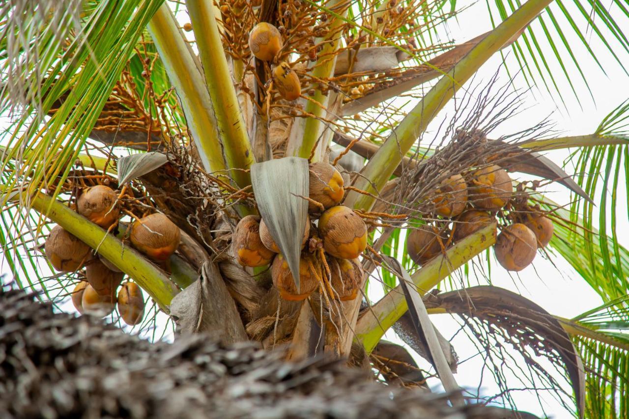 פוואני מצ'אנגני Pwani Beach Boutique Hotel Zanzibar מראה חיצוני תמונה